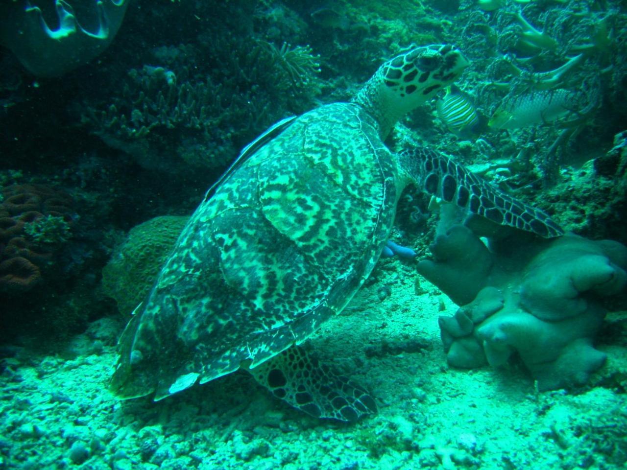 Camiguin Volcan Beach Eco Retreat & Dive Resort Mambajao Bagian luar foto